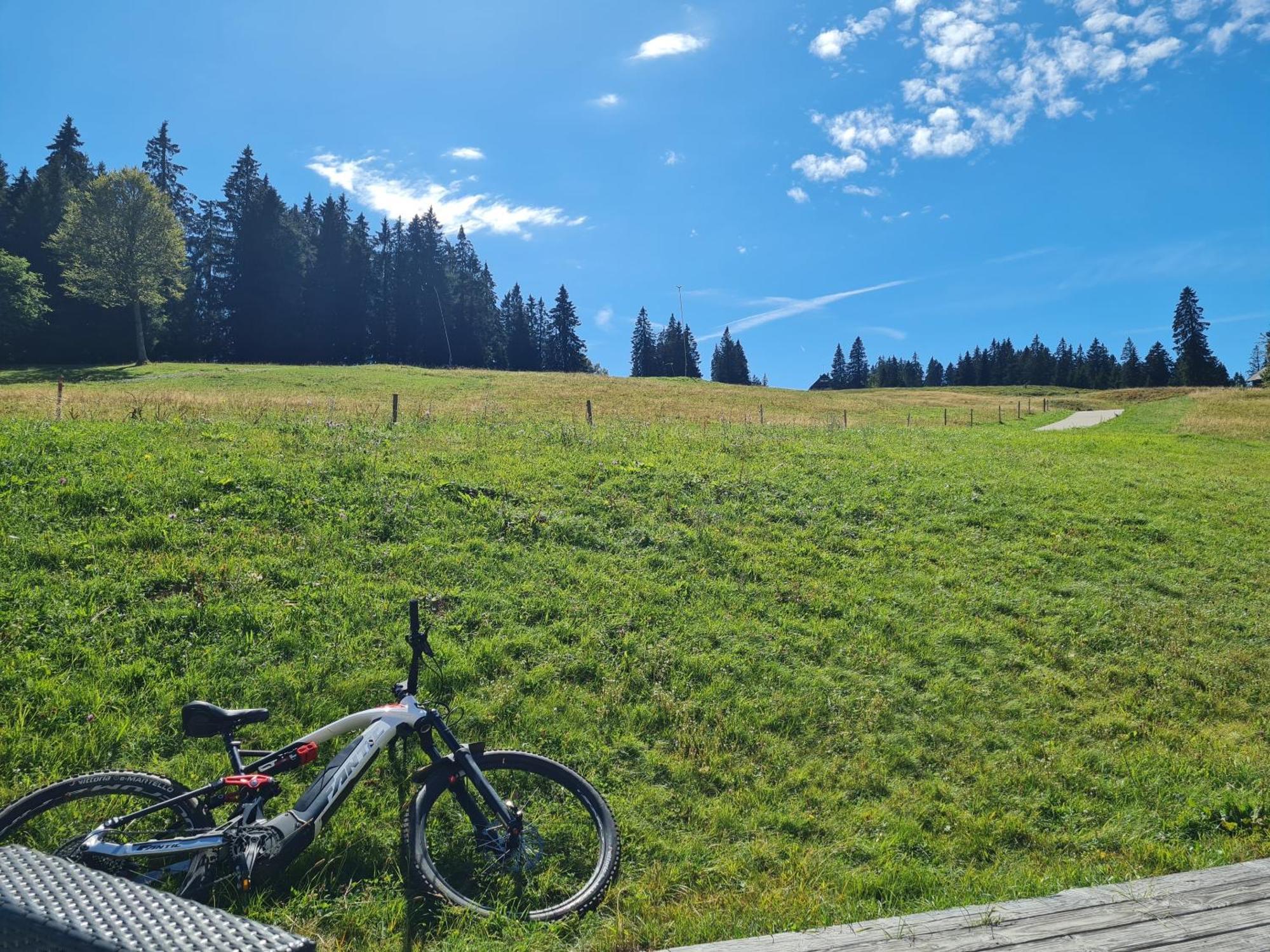 Butterblume, Feldberg - Haus Wiesenquelle * Feldberg (Baden-Wurttemberg)