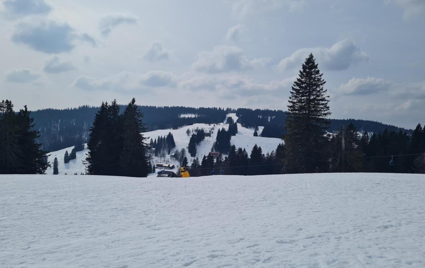 Butterblume, Feldberg - Haus Wiesenquelle * Feldberg (Baden-Wurttemberg)