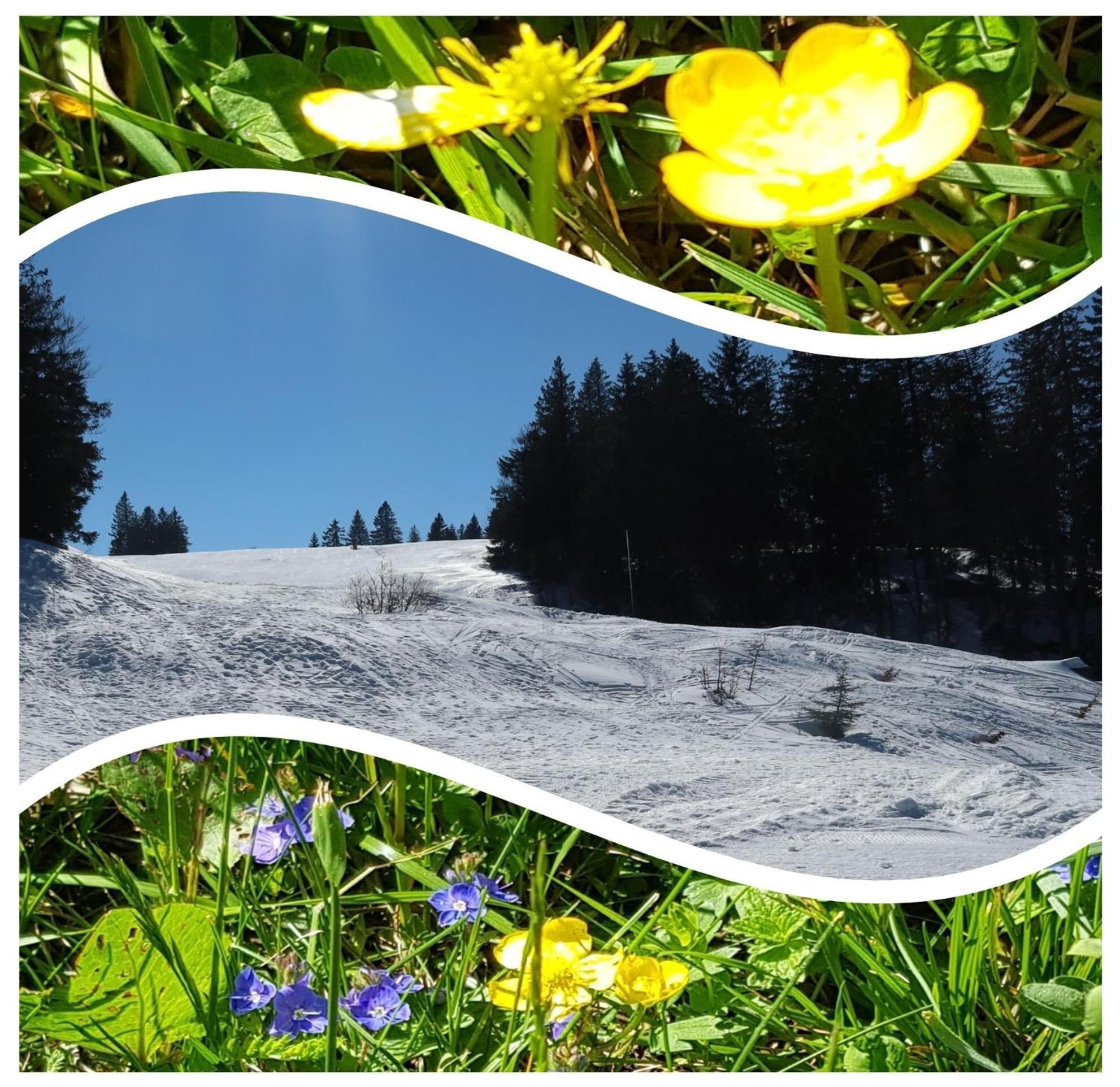 Butterblume, Feldberg - Haus Wiesenquelle * Feldberg (Baden-Wurttemberg)